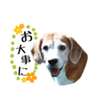 ビーグル犬のスタンプ〜ビート君〜（個別スタンプ：3）