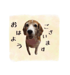 ビーグル犬のスタンプ〜ビート君〜（個別スタンプ：4）