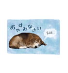 ビーグル犬のスタンプ〜ビート君〜（個別スタンプ：5）