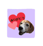 ビーグル犬のスタンプ〜ビート君〜（個別スタンプ：6）