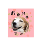 ビーグル犬のスタンプ〜ビート君〜（個別スタンプ：7）