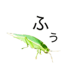 昆虫スタンプ(実写)バッタ目ばかり（個別スタンプ：2）