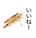 昆虫スタンプ(実写)バッタ目ばかり（個別スタンプ：25）