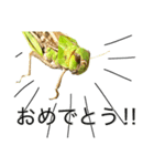 昆虫スタンプ(実写)バッタ目ばかり（個別スタンプ：31）