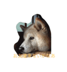 ギンの独り言（個別スタンプ：1）