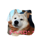 ギンの独り言（個別スタンプ：3）