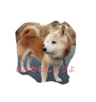 ギンの独り言（個別スタンプ：4）