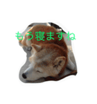 ギンの独り言（個別スタンプ：5）