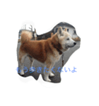 ギンの独り言（個別スタンプ：6）