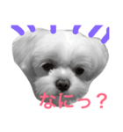 サラン〜（個別スタンプ：1）