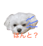 サラン〜（個別スタンプ：2）