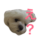 サラン〜（個別スタンプ：3）