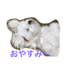 サラン〜（個別スタンプ：4）