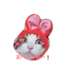 Izumo no Cat（個別スタンプ：1）