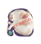 Izumo no Cat（個別スタンプ：2）
