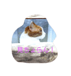 Izumo no Cat（個別スタンプ：4）