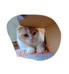 Izumo no Cat（個別スタンプ：6）