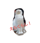 Izumo no Cat（個別スタンプ：7）