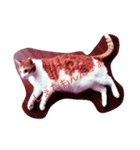 Izumo no Cat（個別スタンプ：8）