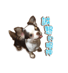 Live-Action Fe（個別スタンプ：11）