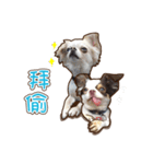 Live-Action Fe（個別スタンプ：21）