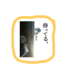 黒ラブ ふたば②（個別スタンプ：5）