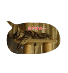 猫のショーちゃんの一言スタンプ（個別スタンプ：2）