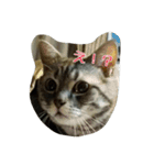 猫のショーちゃんの一言スタンプ（個別スタンプ：3）