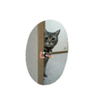 猫のショーちゃんの一言スタンプ（個別スタンプ：4）