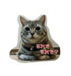 猫のショーちゃんの一言スタンプ（個別スタンプ：5）