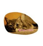 猫のショーちゃんの一言スタンプ（個別スタンプ：7）