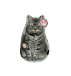 猫のショーちゃんの一言スタンプ（個別スタンプ：8）
