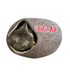 猫のショーちゃんの一言スタンプ（個別スタンプ：9）