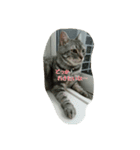 猫のショーちゃんの一言スタンプ（個別スタンプ：12）