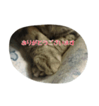 猫のショーちゃんの一言スタンプ（個別スタンプ：13）