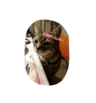 猫のショーちゃんの一言スタンプ（個別スタンプ：14）