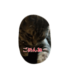 猫のショーちゃんの一言スタンプ（個別スタンプ：16）