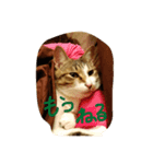 キジシロにゃんこ 1（個別スタンプ：1）