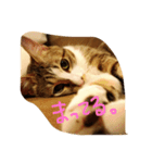 キジシロにゃんこ 1（個別スタンプ：3）