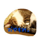 キジシロにゃんこ 1（個別スタンプ：4）