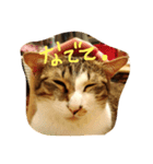キジシロにゃんこ 1（個別スタンプ：5）