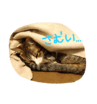 キジシロにゃんこ 1（個別スタンプ：6）