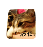 キジシロにゃんこ 1（個別スタンプ：8）