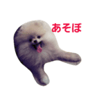 ポメラニアン チャング（個別スタンプ：1）