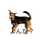 リーリエとティアラ（個別スタンプ：1）