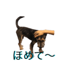 リーリエとティアラ（個別スタンプ：2）