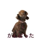 リーリエとティアラ（個別スタンプ：4）