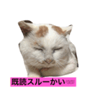 今日のおーしまさん（個別スタンプ：1）