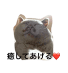 今日のおーしまさん（個別スタンプ：15）