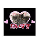 sweet にゃんず（個別スタンプ：1）